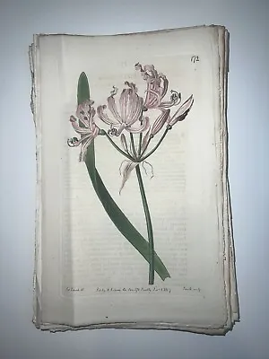 £17.70 • Buy 19th Century Edwards Botanical Register Hand Colored Engraving Flowers #172