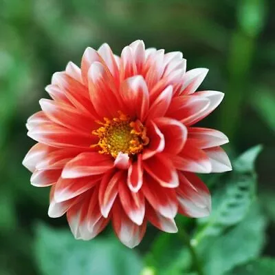 100 Colorful Dahlia Seeds Dahlia Pinnata Garden Flowers S045 • $2.43