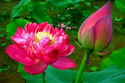 Lotus Flammule /Water Lily Flower/Bonsai Lotus/Ponds / Bow/5 Fresh Seeds • £3.95