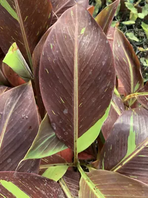 Musa Siam Ruby | Blood Banana | Plug Plant • £14.99