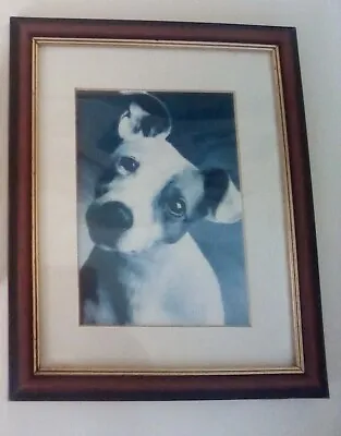 Jack Russell Photo Dark Wood Framed Picture With Mount • £7.50