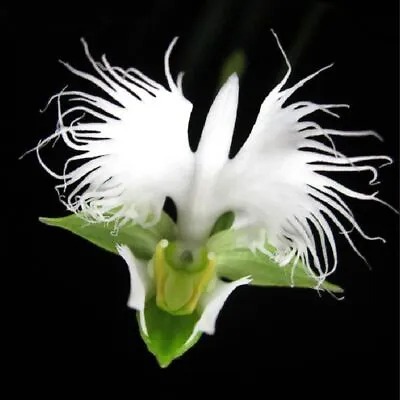 $4.06 • Buy 100 White Egret Orchid Seeds Heron Orchid