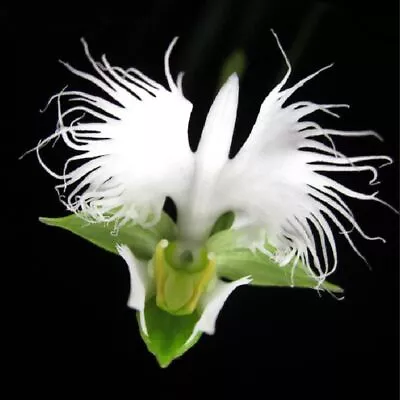 100 White Egret Orchid Seeds Heron Orchid • $4.06