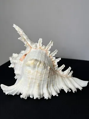 NEW With Tag.  Natural Murex Ramosus Conch Approx.  6.5”inch  X 4.75” Sea Shell • $24.99