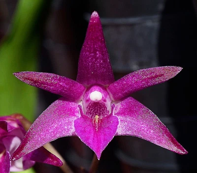 $12 • Buy Orchid -Dendrobium Blushart 'Joe' X Speciosum 'Daylight Moon' FCC/AOC