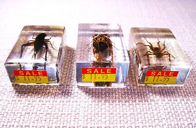 Vintage Lot Of 3 Insect Beetles & Bugs Taxidermy Acrylic Resin Cubes Lot 161 • $10