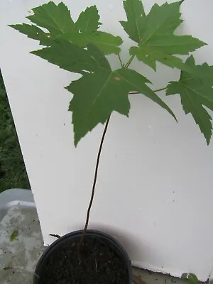 20+''tall  1 Plant Sugar Maple Tree (Acer Saccharum) • $14.59