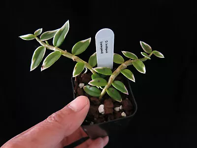 DO -  Dendrobium Loddigesii Variegated Leaves Species  Mini Orchid • $24.99