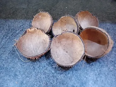 6 Coconut Shell  For Bird Feeding Raw Or Empty Coconut Shell • £8