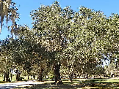 Live Oak Tree (quercus Virginiana) Guaranteed Live Plant • $29.99