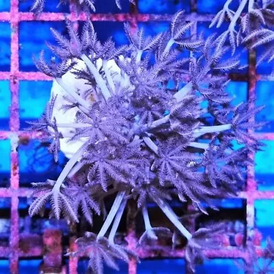 Pink Pulsing Xenia Polyp Frag Live Soft Coral Reef Marine Tank Nano Aquarium • £14.95