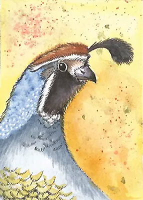 ACEO Limited Edition - Quail Print Of Original Watercolor With Pen & Ink • $5.50