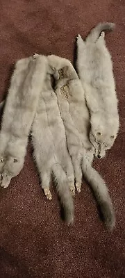 Whole Pelt Real Fox/weasel Fur Shawl Stole Wrap Scarf Coat Jacket Collar Neck Wa • $150