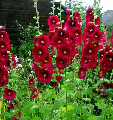 Burgundy Hollyhock Seeds 20 Great For Bees Alcea Rosea • £1.79