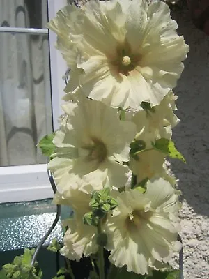 Hollyhock Alcea Seeds X 30 Frill Lemon Yellow Mix Hardy Border Perennial Seeds • £1.99