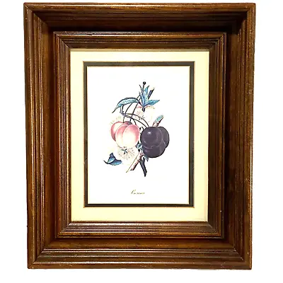 Botanical Lithograph Print Framed In Shadowbox Deep Walnut Solid Wood Frame • $66.75