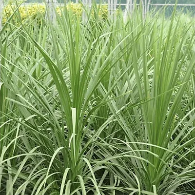 Cordyline Australis - Cabbage Palm - Plant In 2 L Pot • £14.95