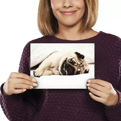 £3.99 • Buy A5 - Funny Sleepy Pug Dog In Bed Print 21x14.8cm 280gsm #16792