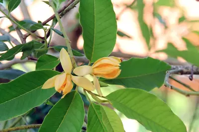 FRAGRANT LIVE PLANT 1ft Magnolia Michelia Champaca Yellow Joy Perfume Tree • $64