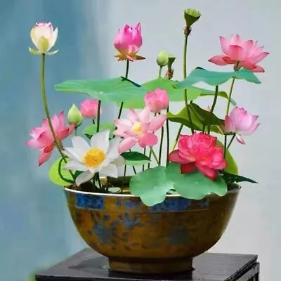 12+ Pcs Bonsai Bowl Lotus Seeds Water Lily Flower Plant Seed Flowering  • £13.14