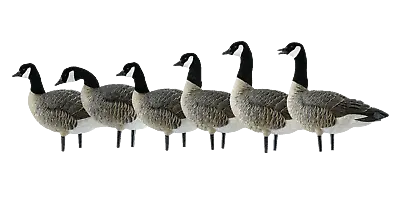 Avian-X 9008 AXP Lessers: Active Pack  Canada Goose Decoy • $289.99