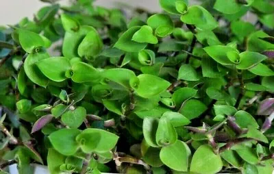 £3.99 • Buy Tradescantia Minima, Dwarf Wandering Jew Trailing House Plant Cuttings X 2