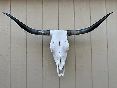 Longhorn Steer Skull 3 Feet 8 1/4  Inch Wide Polished Bull Horn Mounted Cow Head • $299