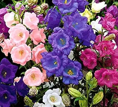 Canterbury Bells Campanula Medium Calycanthema Cup And Sauce Mixed 1700 Seeds  • £0.99