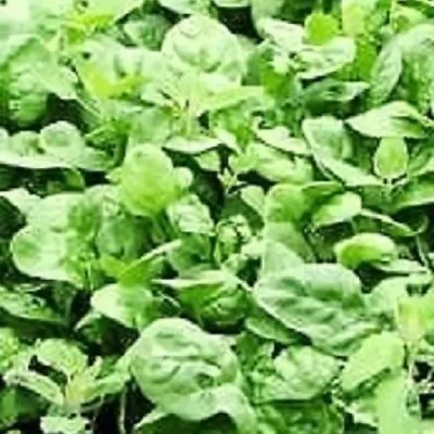 Giant Noble Spinach Seeds | NON-GMO | Heirloom | Fresh Garden Seeds • $1.60