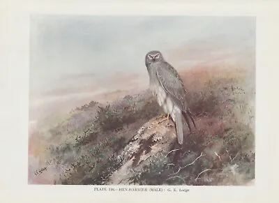 £8.24 • Buy Corn Consecration (Circus Cyaneus) COLOR PRINT From 1930 Hen Harrier