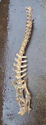 Goat Bones Spine Vertebrae 35  • $58