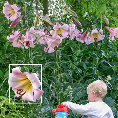 Lilium~eastern Moon~flower Bulbs~fragrant Trumpet Lilies~plants Grow 4-5 Ft Tall • $165