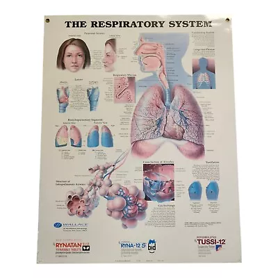 The Respiratory System Chart Models Anatomical Vintage 2002 Medical Poster  • $10