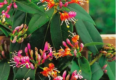 £9.99 • Buy Lonicera Honeysuckle Henryii 9cm Pot Climbing Plant, Evergreen, Fast Climber, 