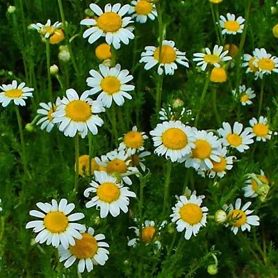 Organic Herb Chamomile Anthemis Nobilis SEEDS - Heirloom -  Seeds X200 • £3.99