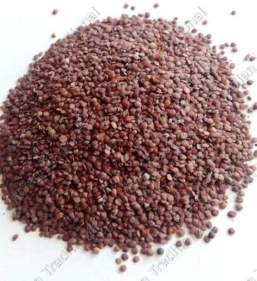 Bulk Lajwanti Beej Mimosa Pudica Linn Seed Chuimui Lajjalu Sensitive Plant Seed • £8.39