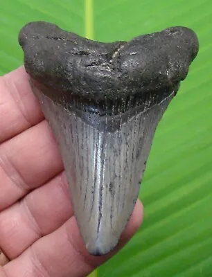 MEGALODON SHARK TOOTH  - 3 & 1/4 In. - SHARKS TEETH - MEGLADONE FOSSIL JAW  • $59