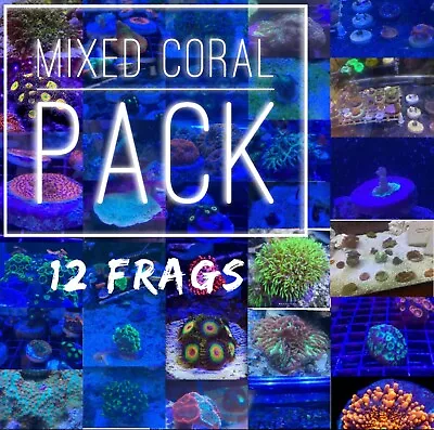 Frag Pack Coral 12 Mixed Frags 1 Hammer Or Frogspawn! Free Overnight Shipping • $160