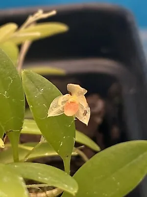 Platystele Repens ‘Joan’ Yellow Orange BS Orchid Species Micro Miniature 4” Pot • $39.99