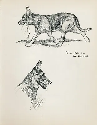 GERMAN SHEPHERD FETCHES HANDKERCHIEF VINTAGE 1930 DOG SKETCH PRINT By KF BARKER • $9.95