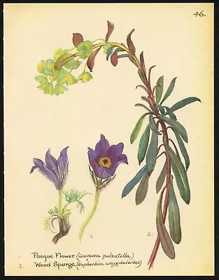 Edith Holden Botanical Print PURPLE PASQUE FLOWER Vintage Repro 1906 Watercolor • $18