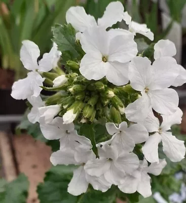 50+ White Honesty Seeds - Lunaria Annua Albiflora - Fragrant Icy White Blooms • $5