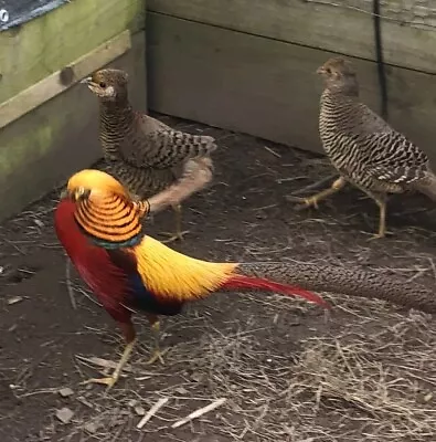 6 X Pure Red Golden Pheasant Hatching Eggs • £5