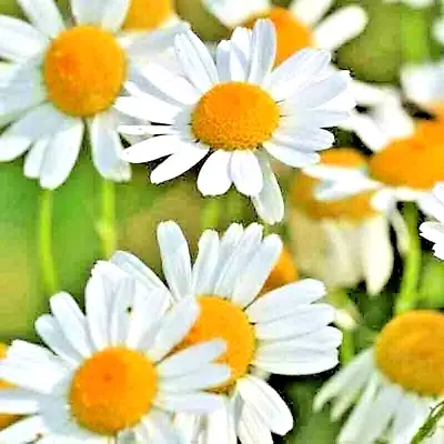 2000+ Roman Chamomile Seeds Spring Groundcover Perennial Heirloom Edible Herb Us • $3.59