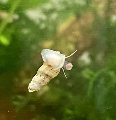 12  Malaysian Trumpet Snails (mts) • £4.50