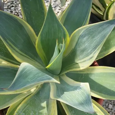 Agave 'Blue Flame Variegated' • $32.90