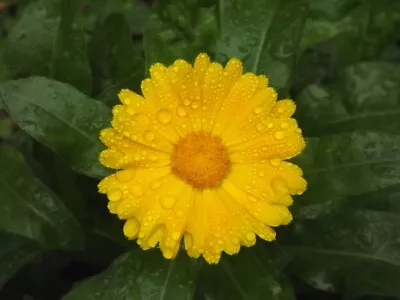 Calendula Seeds Medicinal Seeds Calendula Officinalis Pot Marigold USA • $2.92