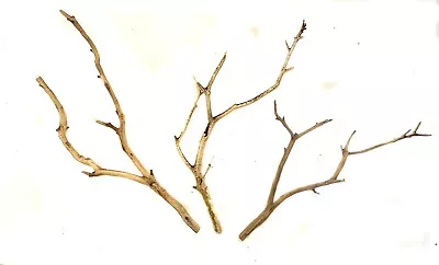 Aquarium Manzanita Thin Branchy Driftwood 3 Piece Set WYSIWYG  12 -13  • $25.95