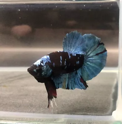 Black Copper Galaxy Male Betta Plakat. Free Shipping • $39