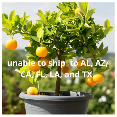 Washington Orange Tree Live Dwarf Navel Citrus Potted Plant Seedless 2 Feet Tall • $135.95